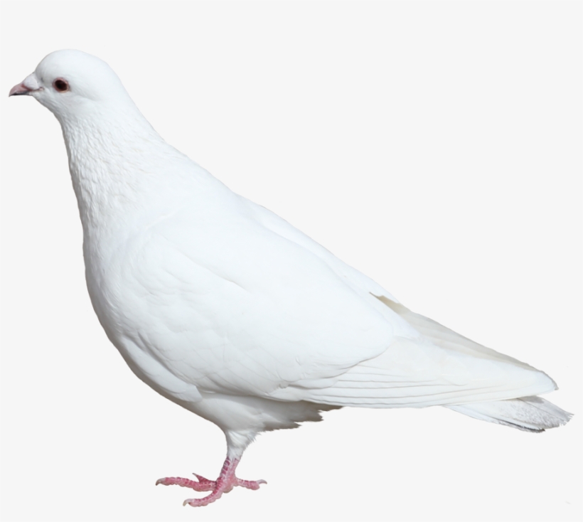 Dove Png - Белый Голубь Пнг, transparent png #659497