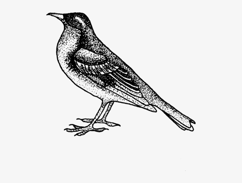 Songbird - Sketch Of Flora And Fauna, transparent png #659500