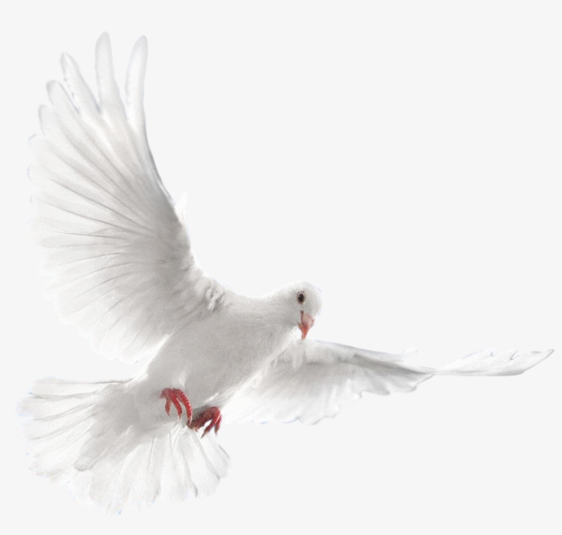 White Dove Flying Png - Голуби Png, transparent png #659573