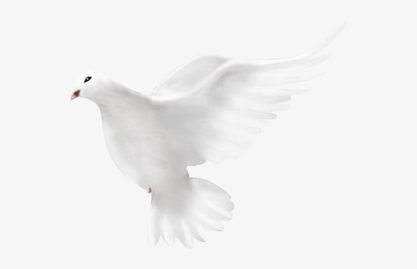 Dove Peace - حمامة Png, transparent png #659738