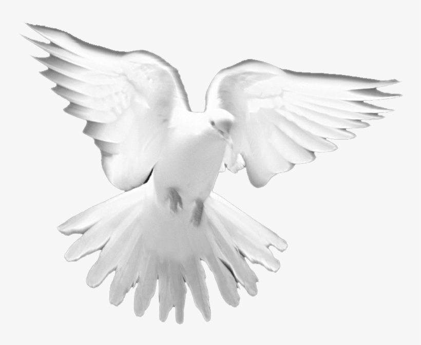 Holy Spirit Dove Png - White Dove Holy Spirit Png, transparent png #659864