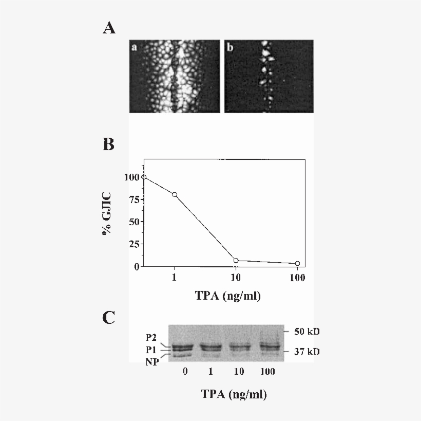 Cells Were Cultured Without (a) Or With 100 Ng/ml Tpa, transparent png #6500244
