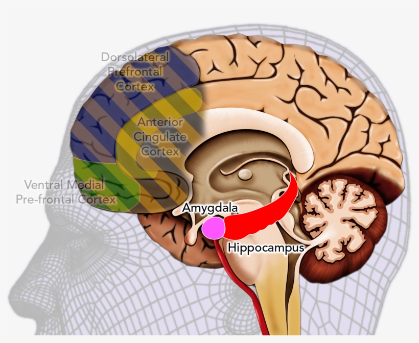 The Effective Deponent, transparent png #6503294