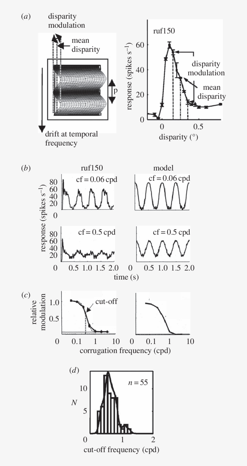 Use Of Disparity Corrugations To Estimate The Binocular, transparent png #6503539