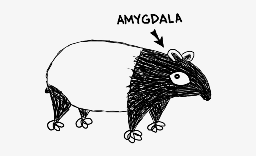 Amygdalatapir, transparent png #6503546