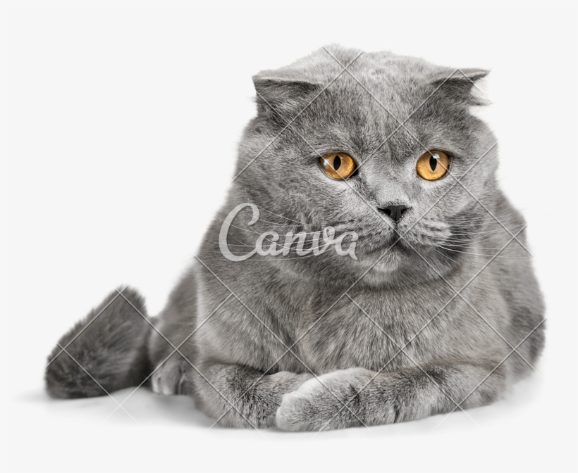Clip Art Grey Scottish Fold, transparent png #6504900