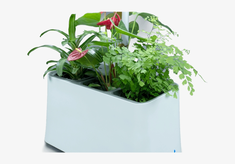 Plant-based Air Purifier, More Than Just Indoor Plants, transparent png #6510063