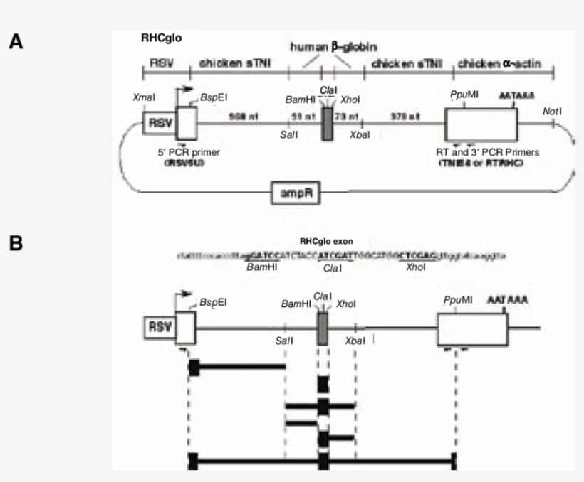Rhcglo Splicing Reporter Plasmid, transparent png #6513317
