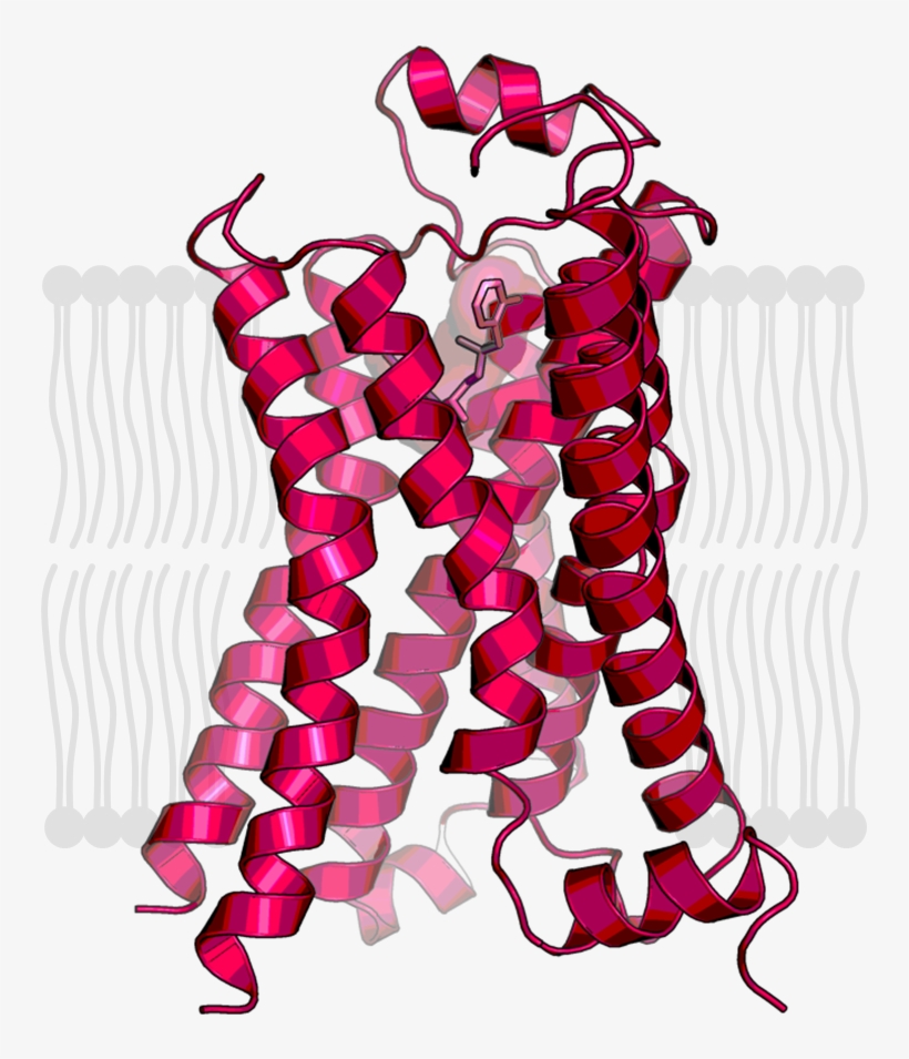 Human Beta2 Adrenoreceptor In The Active State, transparent png #6535049