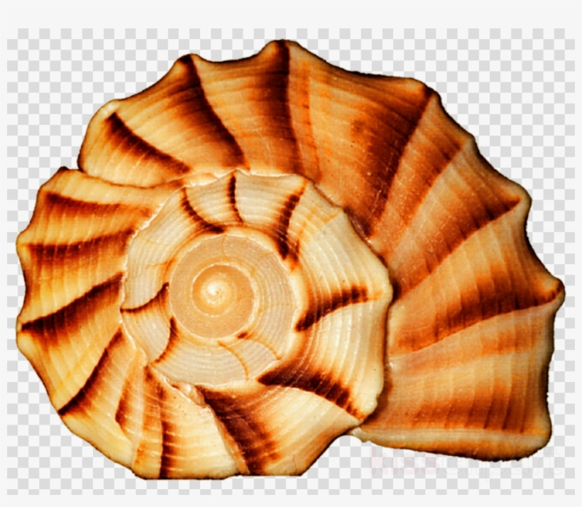 Spiral Seashell Clipart Seashell Spiral Snail, transparent png #6535663