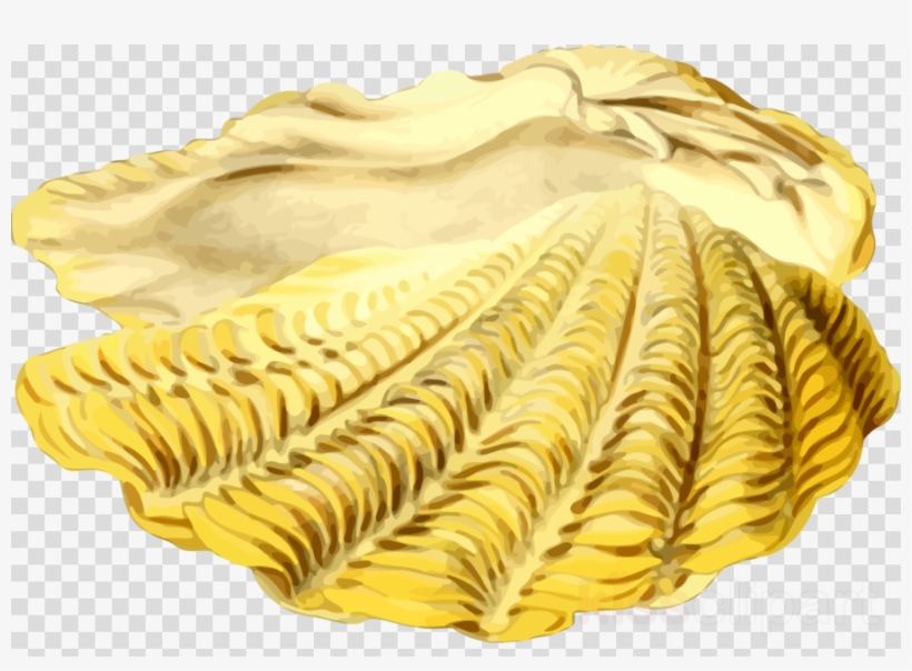 Seashell Clipart Seashell Clip Art, transparent png #6535784