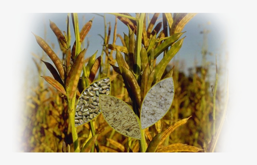 Parent Directory, transparent png #6540124