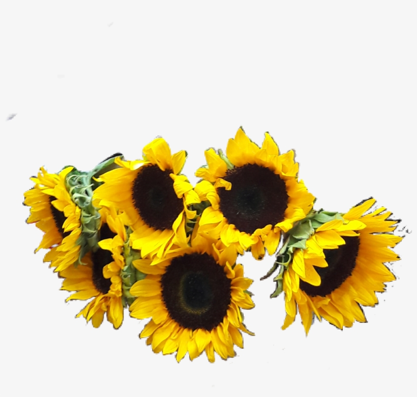 Girasoles Png, transparent png #6541237