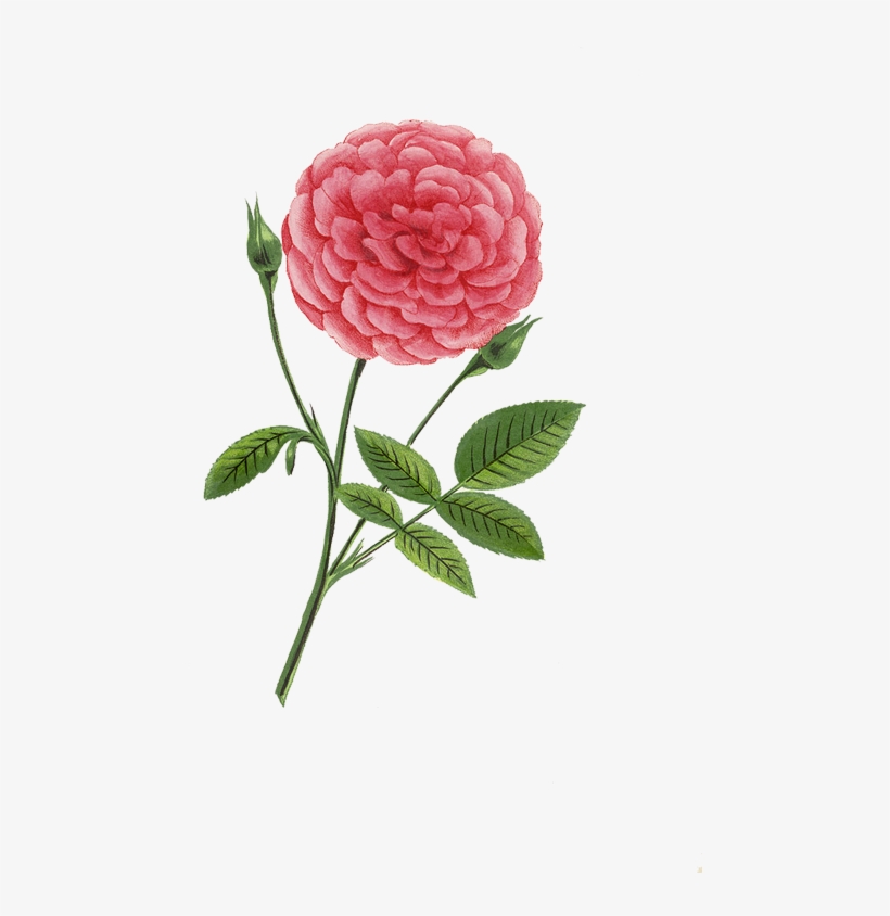 Vintage Flower Prints, Vintage Flowers, Rose Prints,, transparent png #6550152