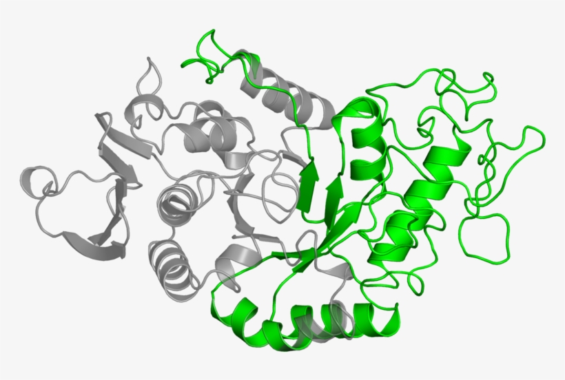 <div Class='caption-body'>1 Copy Of Pfam Domain, transparent png #6550765
