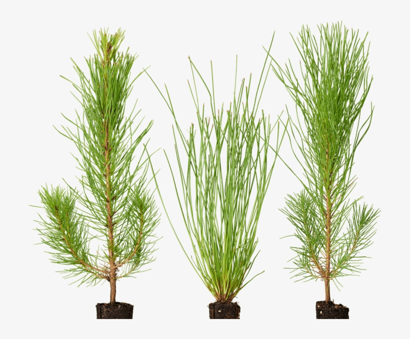 Seedling Png, transparent png #6552263