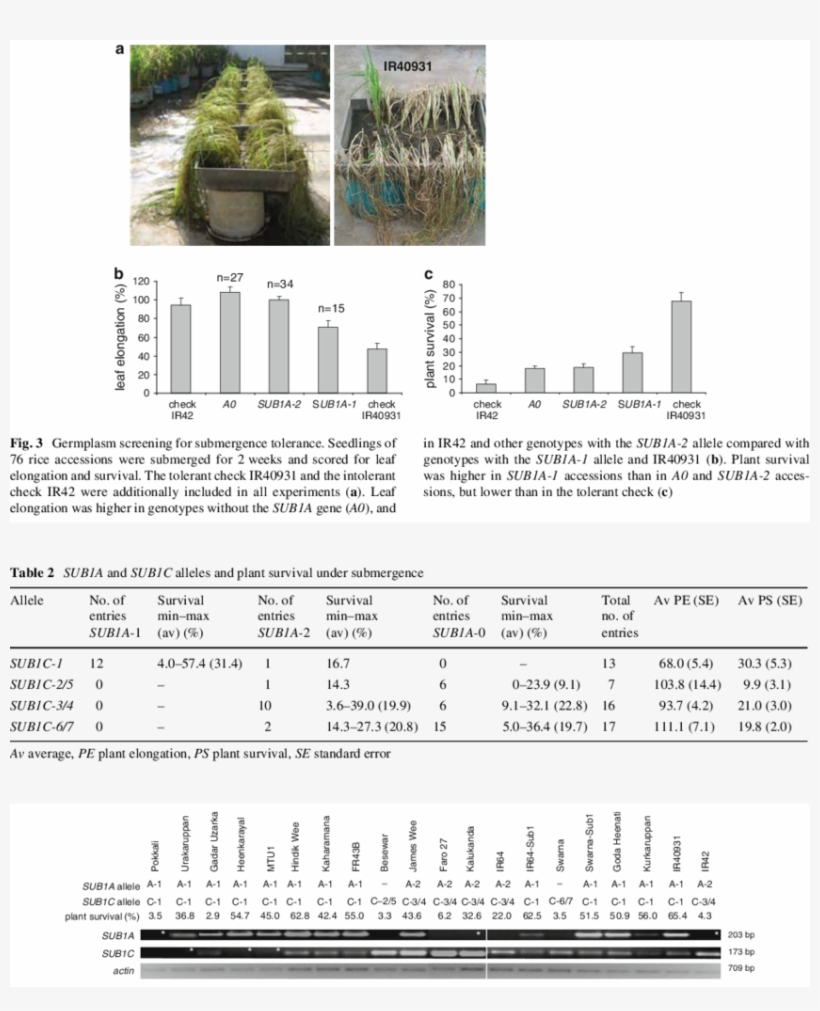 Sub1a And Sub1c Expression In Submerged Seedling Leaves, transparent png #6552778