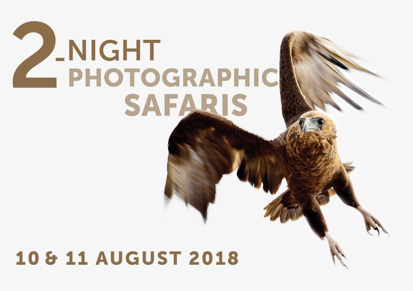 31 May 2018mabula Photo Safari Package 800×500 August, transparent png #6556781