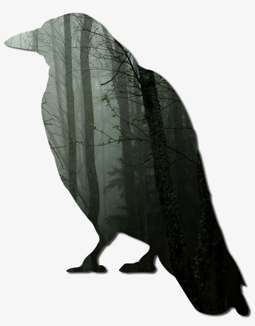 Eagle Feather Png, transparent png #6556977