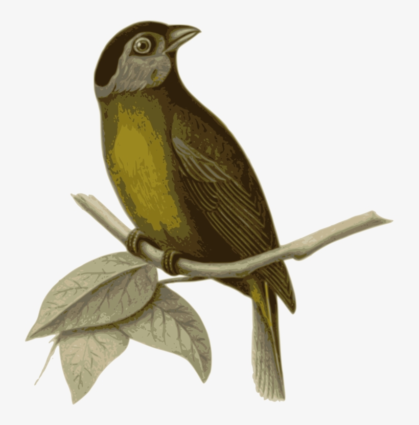 Bird In The Tree Drawing Bald Eagle Moss-backed Tanager, transparent png #6557167
