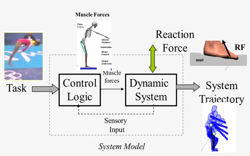 Gymnastics Research -, transparent png #6566027