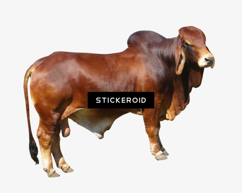 Bull, transparent png #6568334