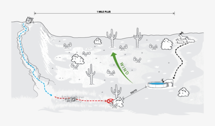 New Mexico Is Full Of Beautiful Pine Forests That Hold, transparent png #6568829
