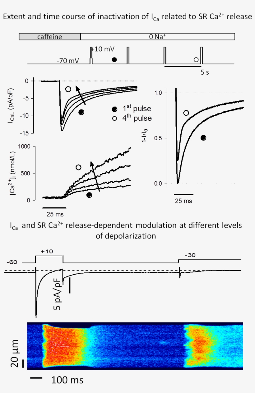 The Strength Of The Heart Beat Is Regulated By A Short-lived, transparent png #6570561