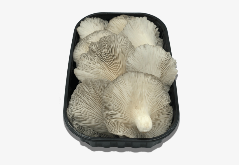 Seta, transparent png #6570919