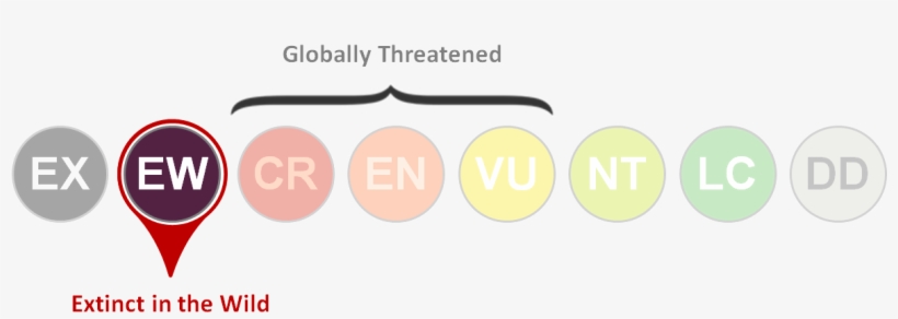 Red List Category, transparent png #6572974
