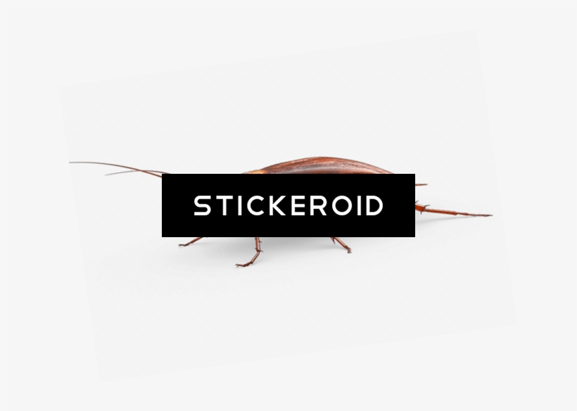 Large Cockroach, transparent png #6574421