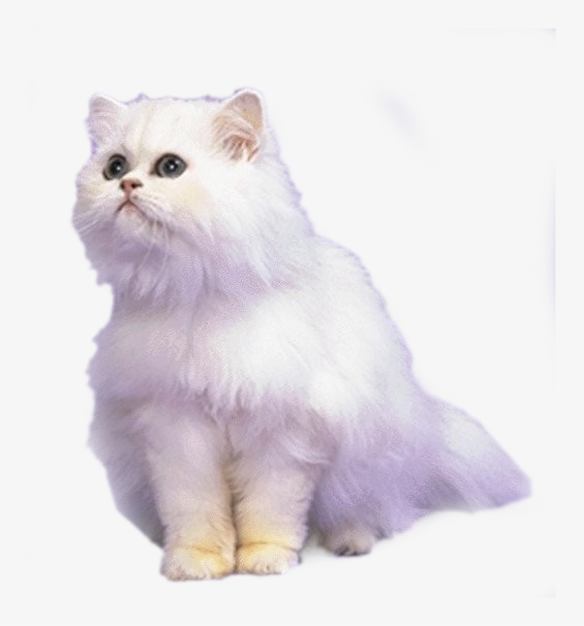 Cat,emoji,real,db 图层11, transparent png #6580371