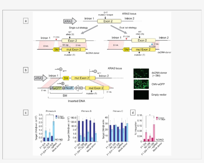 The Envisioned Dual Cut Strategy Versus The Traditional, transparent png #6581061