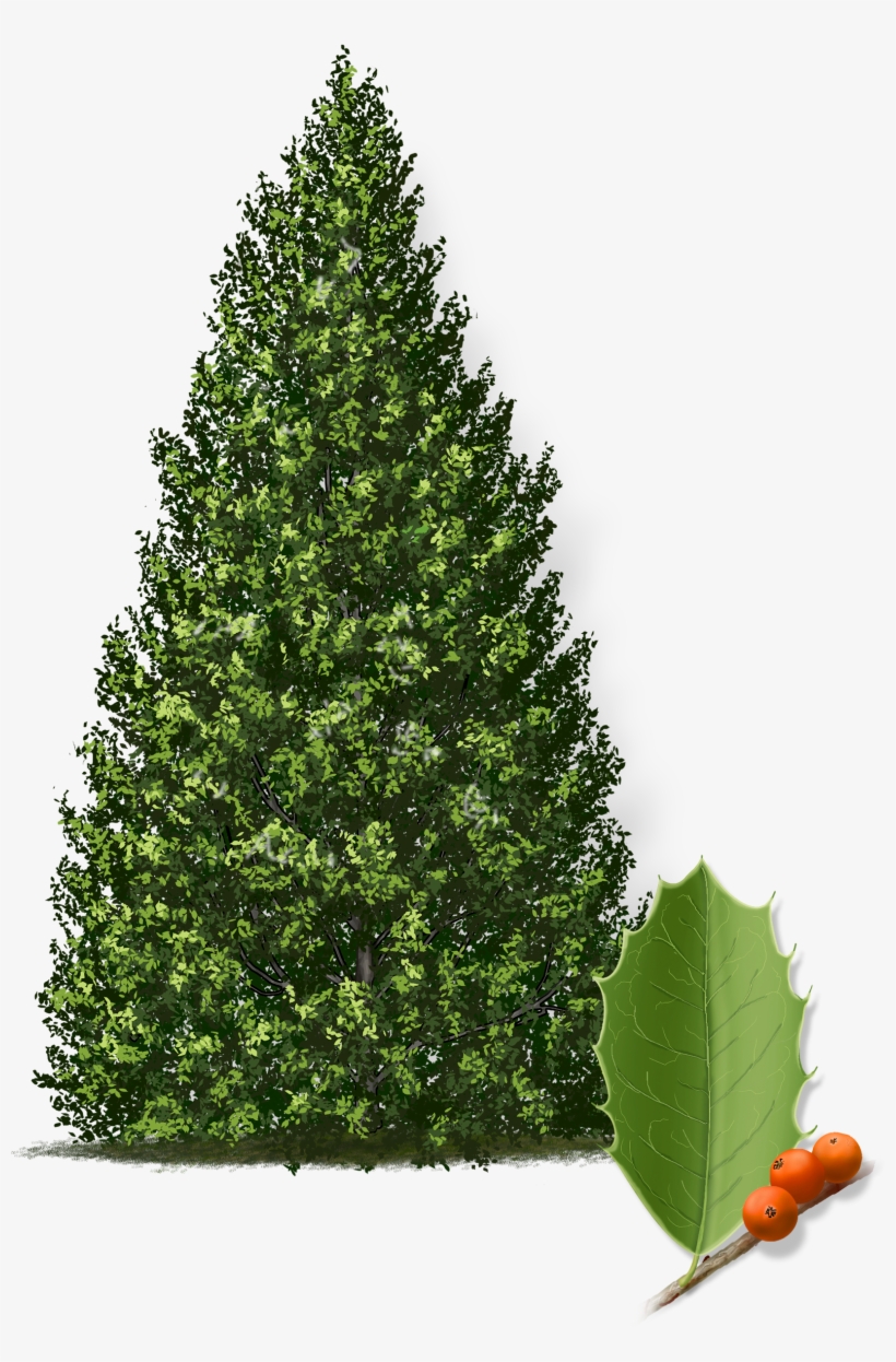 Eagleston Holly Tree, transparent png #6581283