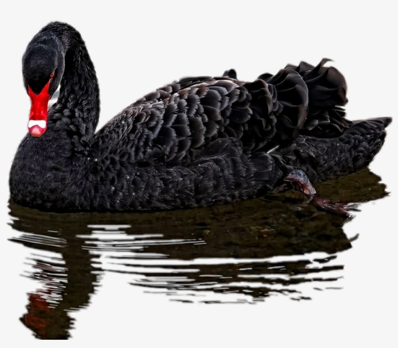 Black Swan Png, transparent png #6582469