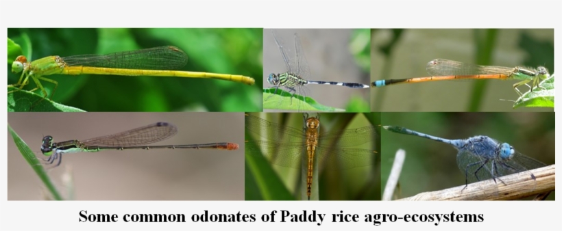 High Nutrient Loads From Agricultural Field And Toxic, transparent png #6583076