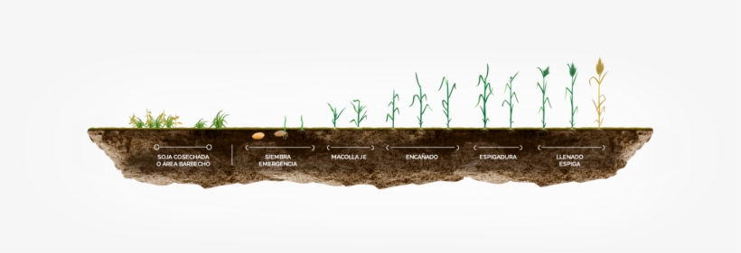 Etapas En El Cultivo De Trigo, transparent png #6587929