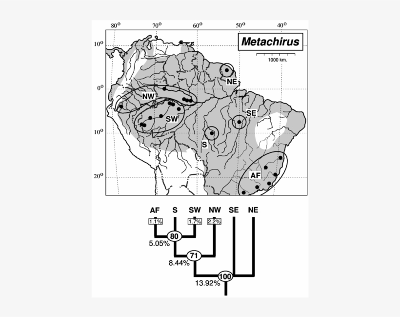Distribution Of The Brown Four-eyed Opossums, Metachirus, transparent png #6588862