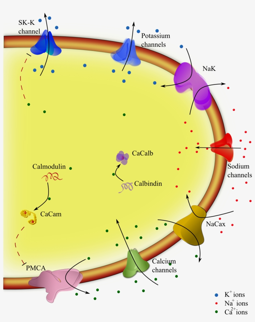 A Model For Pacemaking In Substantia Nigra Neurons, transparent png #6591804