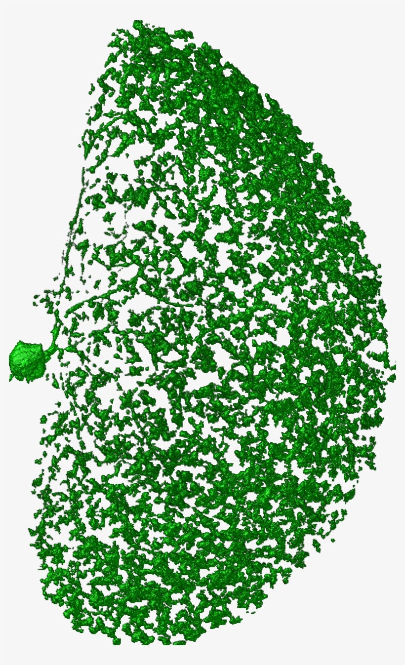 Neurons Png, transparent png #6592525