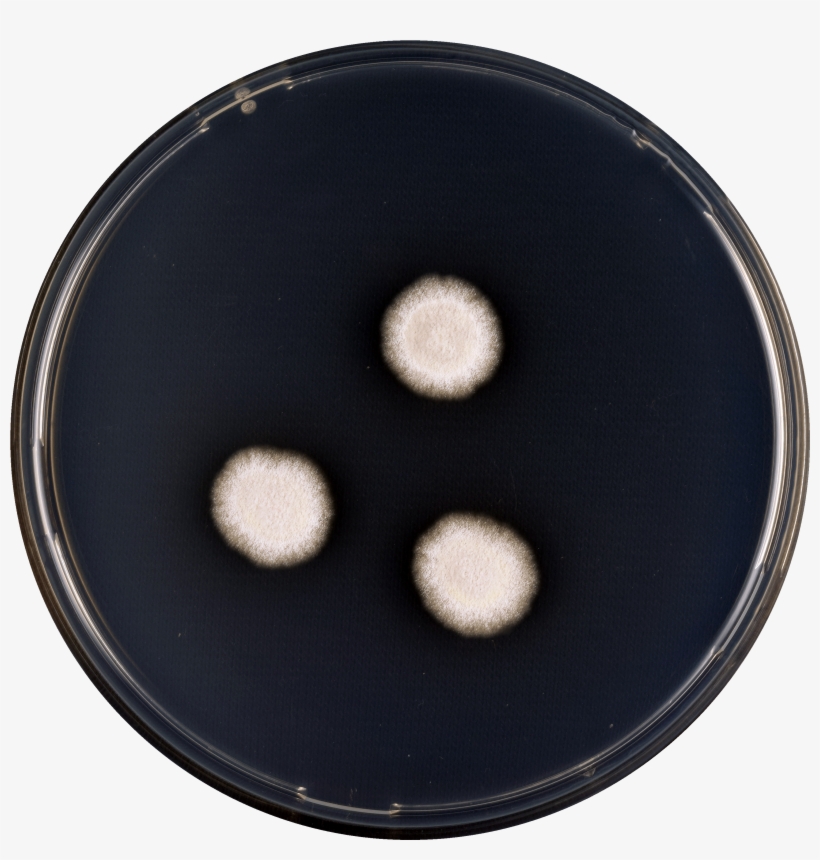 Aspergillus Subalbidus Cya, transparent png #6594929