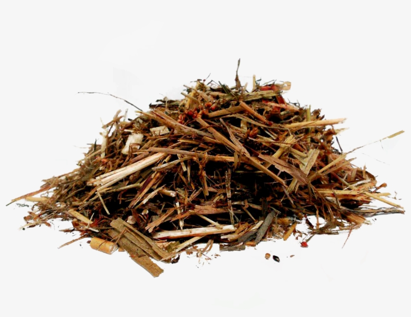 Pasto Png, transparent png #6595859