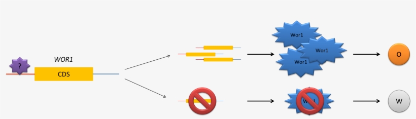 Hypothesis, transparent png #6597013