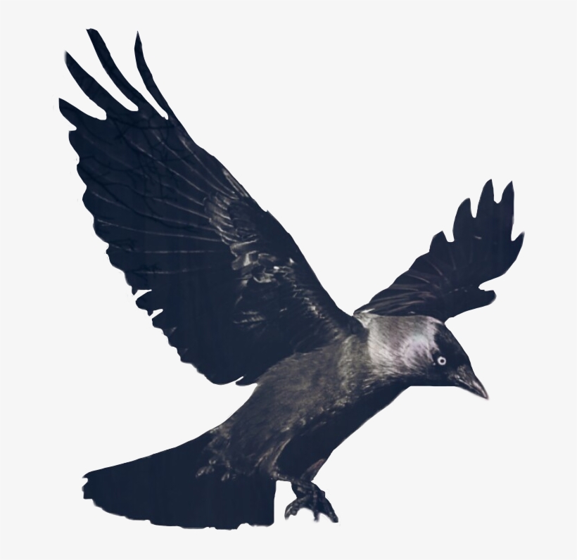 Crow Drawing Gothic - Flying Raven Png, transparent png #660009