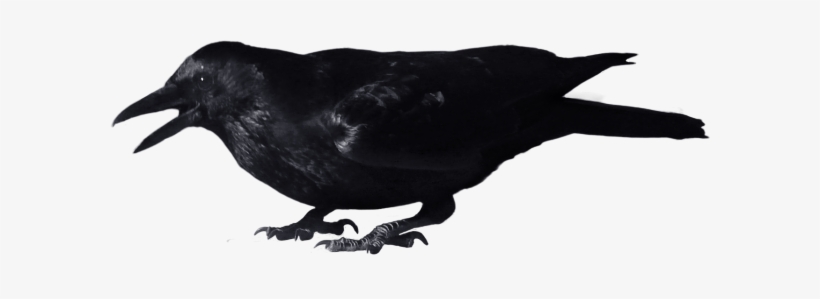 Crow Flying Png - Crow With Transparent Background, transparent png #660029