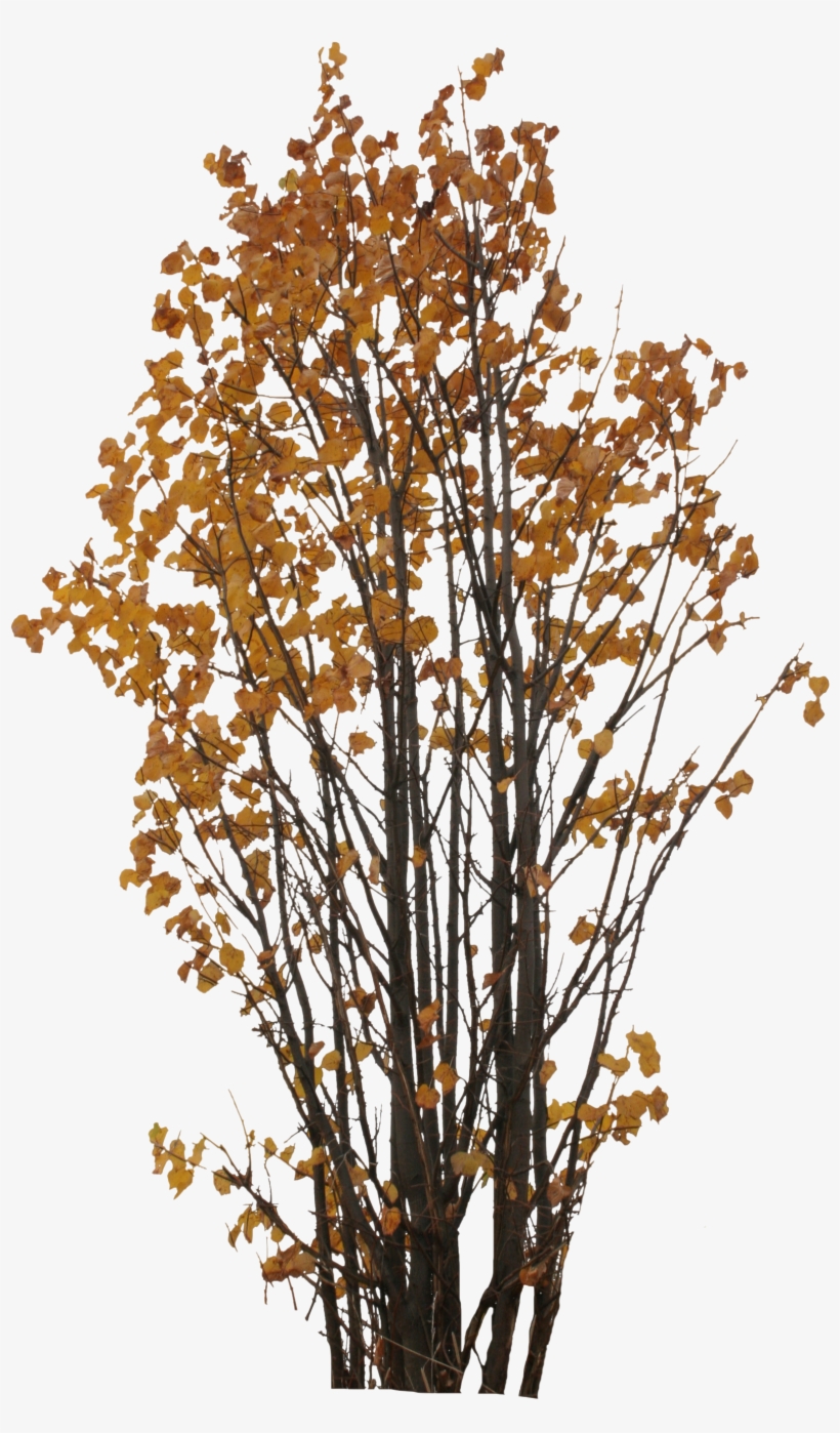 Autumn Tree Png Clipart Free Download, transparent png #665363