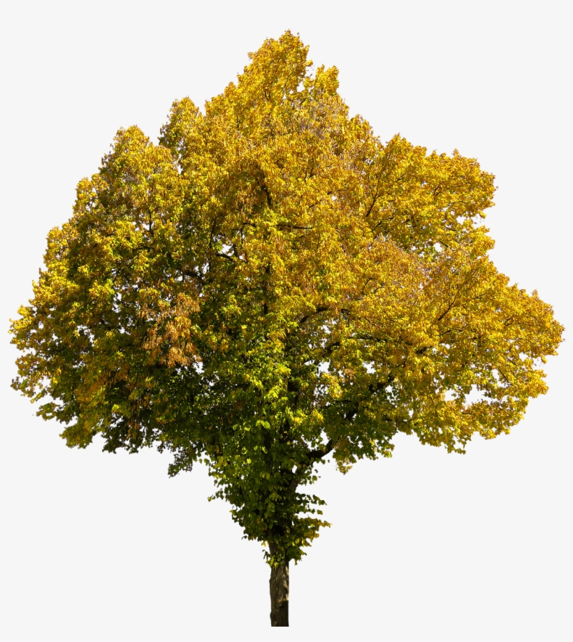 Tree In Autumn Png - Adult Coloring Books: 47 Country Landscapes: Grayscale, transparent png #666157