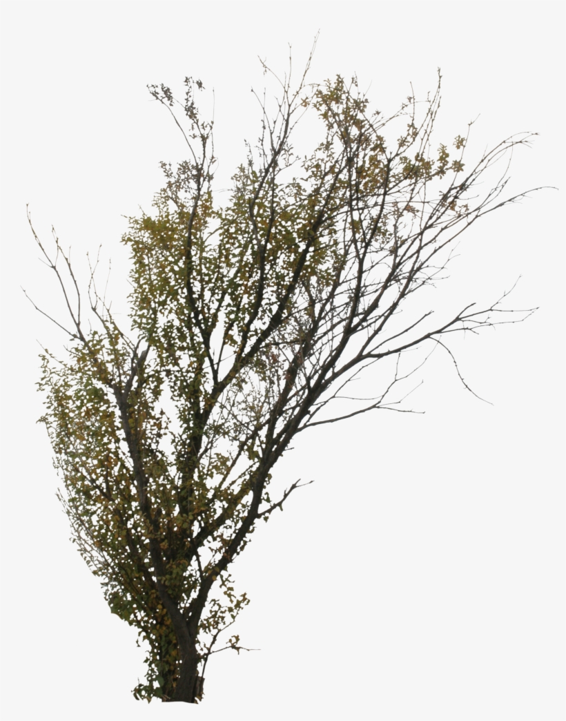 2d Trees, Autumn - Transparent Png Birch Trees, transparent png #666237