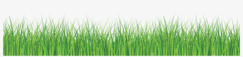 Grass Front - Green Grass White Background, transparent png #666359