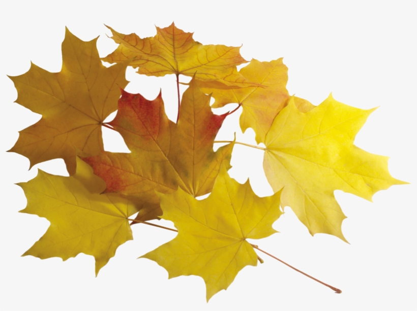 Leaf Yellow Png, transparent png #666393